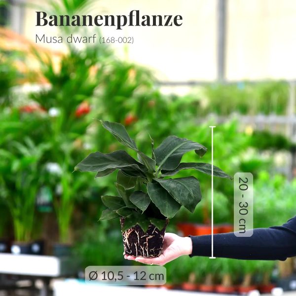 Banana Buddies Im Angebot – Bild 3