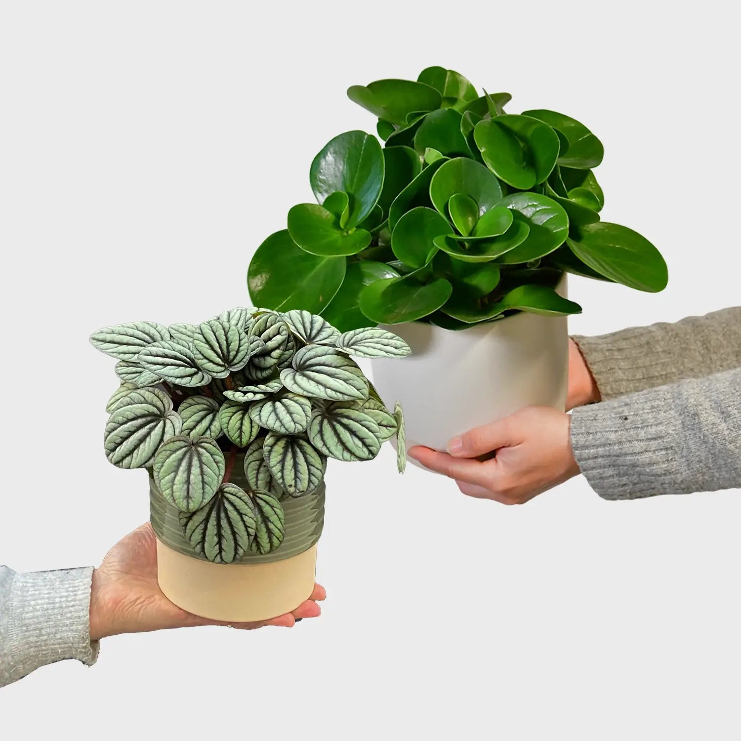 Peperomia Pärchen Verkauf