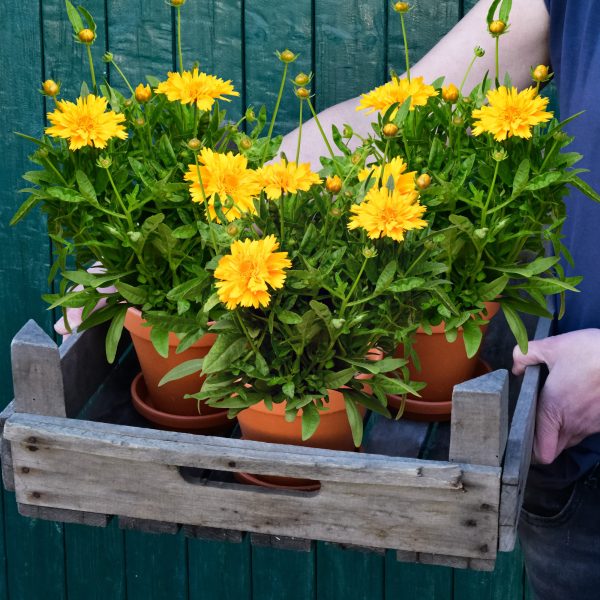 3er Box bienenfreundliches Mädchenauge Im Angebot