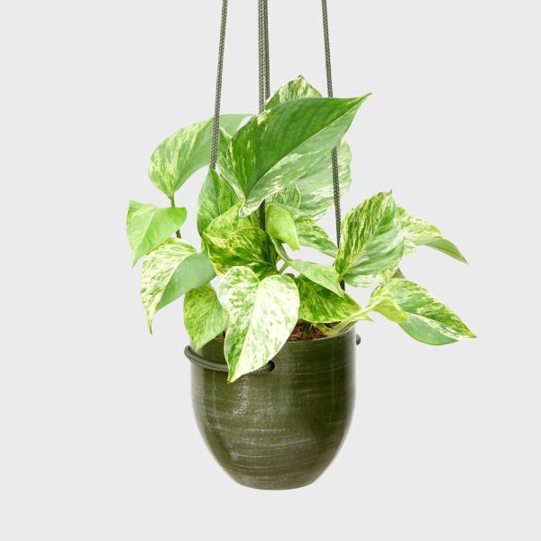 Efeutute Marble Queen Schn?ppchen