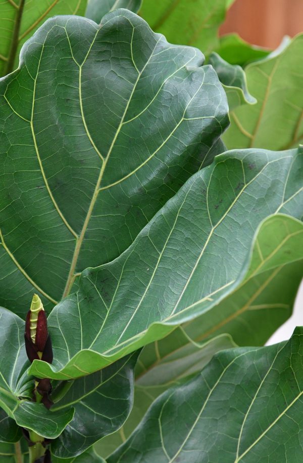 XXL Geigenfeigen-Baum 130-140cm Zu verkaufen – Bild 3