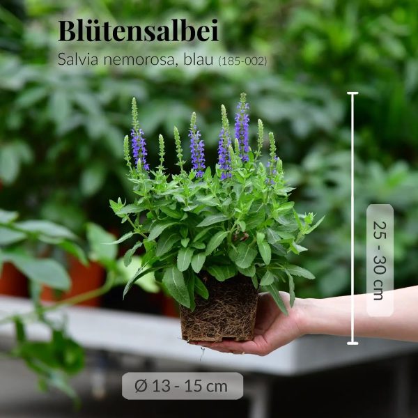 3er Box bienenfreundliche blaue Salvia Verkauf – Bild 4