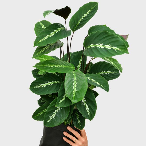 Calathea Maui Queen Schn?ppchen