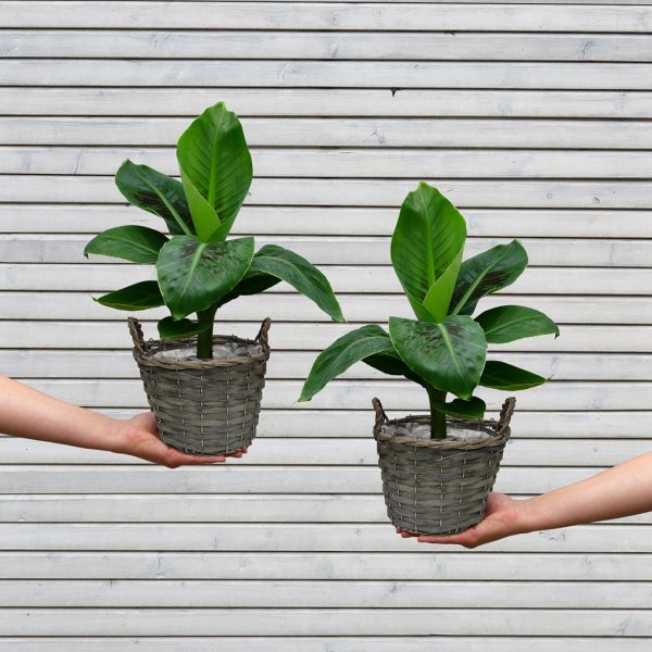 Banana Buddies Im Angebot