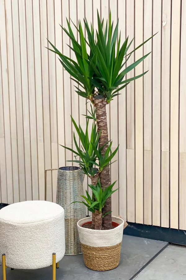 XXL Yucca Palme 3 stämmig, 130-140cm Online-Schn?ppchen – Bild 2