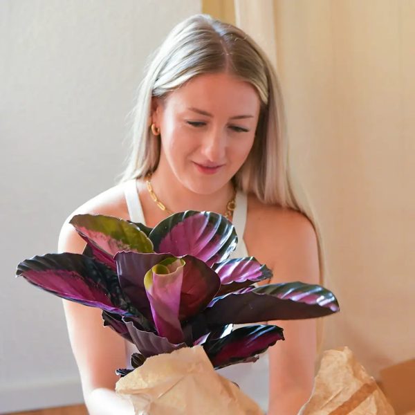 Geschenkset Calathea Rose Crimson Angebot – Bild 2