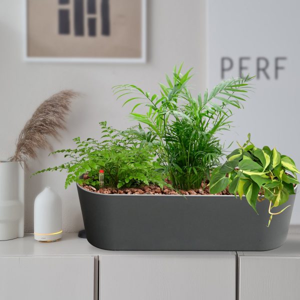 Hydro 3er Pflanzen Set Bergpalme & Co Rabatt – Bild 2