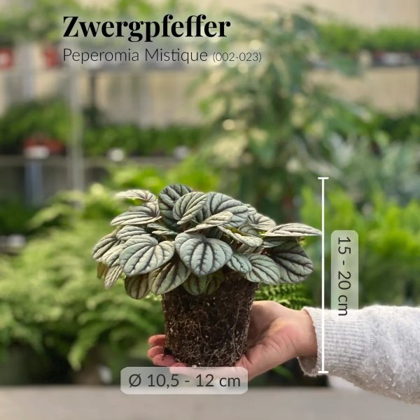 Peperomia Pärchen Verkauf – Bild 4