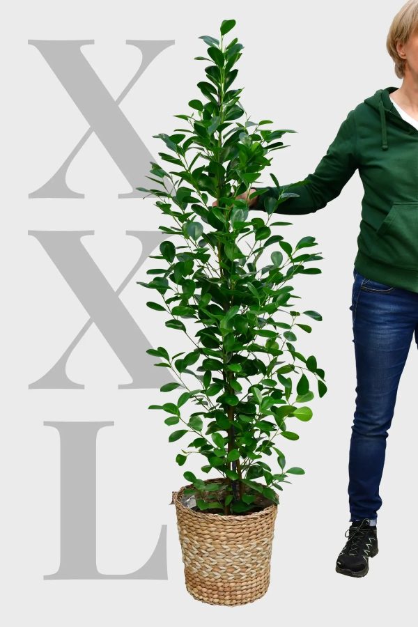 XXL Chinesische Feige Ficus Moclame, 140-150cm Verkauf – Bild 2