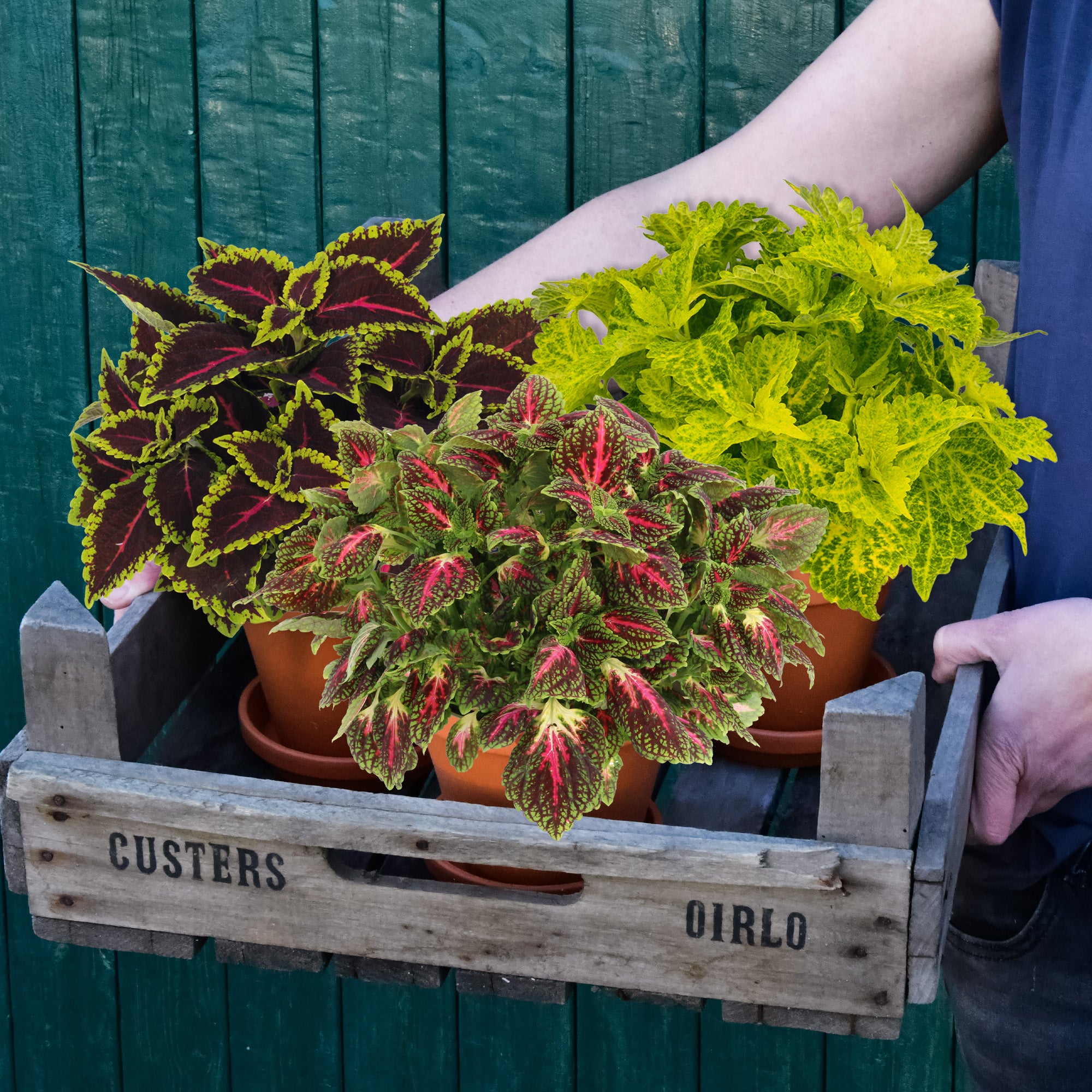 Freaky Coleus Jungle Zu verkaufen