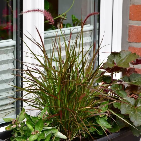 5er Box Sommer Gräser Mode – Bild 3