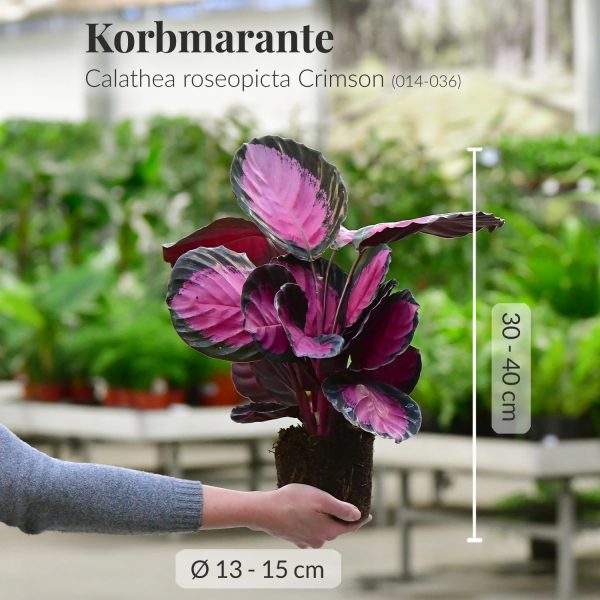 Geschenkset Calathea Rose Crimson Angebot – Bild 3