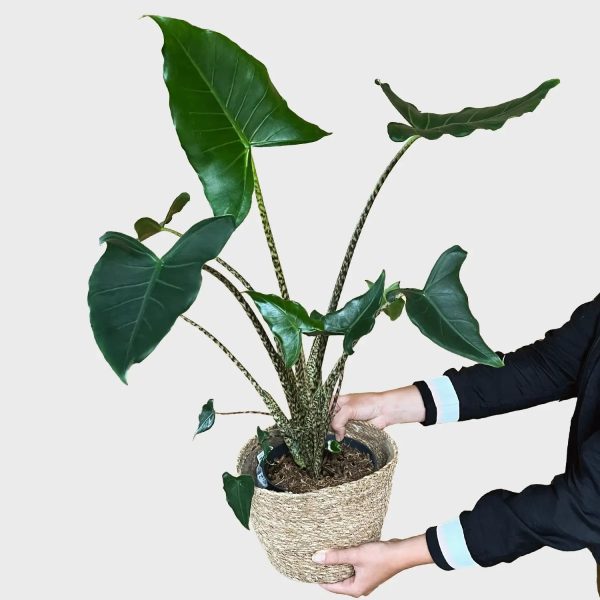 Alocasia Zebrina Online