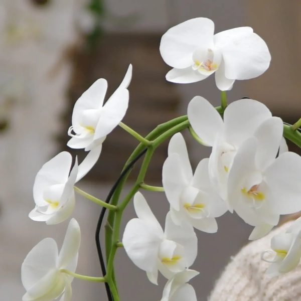 Weißer Orchideen-Bogen Mode – Bild 2