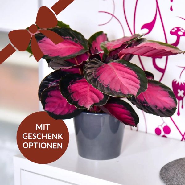 Geschenkset Calathea Rose Crimson Angebot