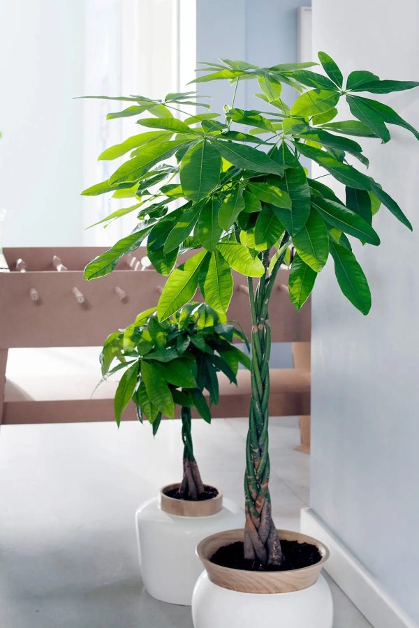 XXL Glückskastanie 120-130cm Verkauf