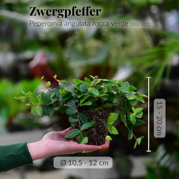 Mia Peperomia Mode – Bild 5