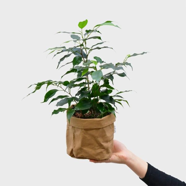 Hydro Ben Ficus Verkauf