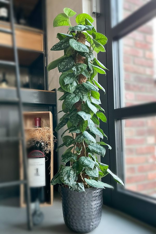 XXL Efeutute Scindapsus 150cm Jetzt online