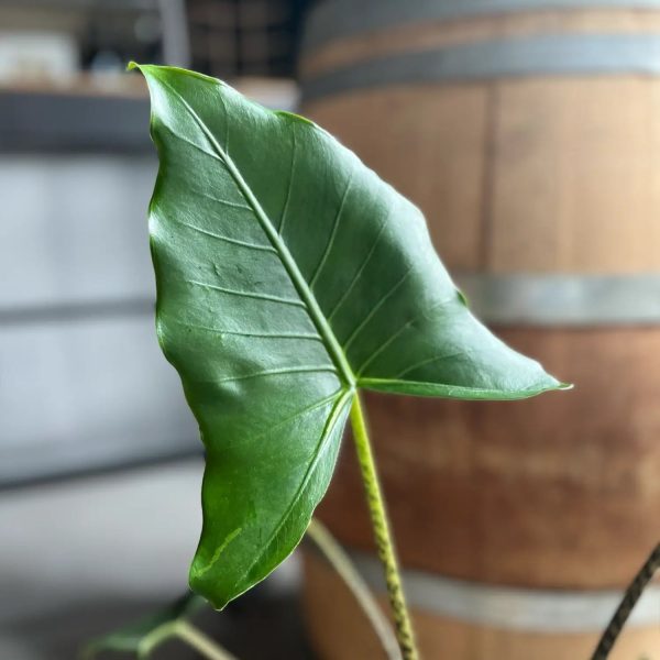 Alocasia Zebrina Online – Bild 3