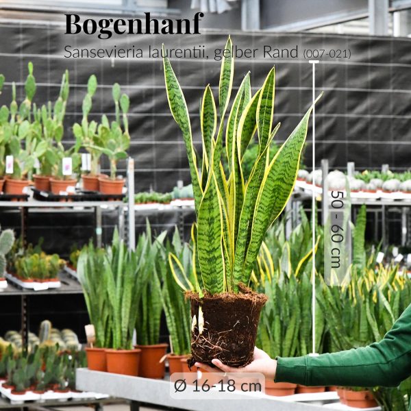 Schöne Schwiegermutterzunge Online-Schn?ppchen – Bild 4