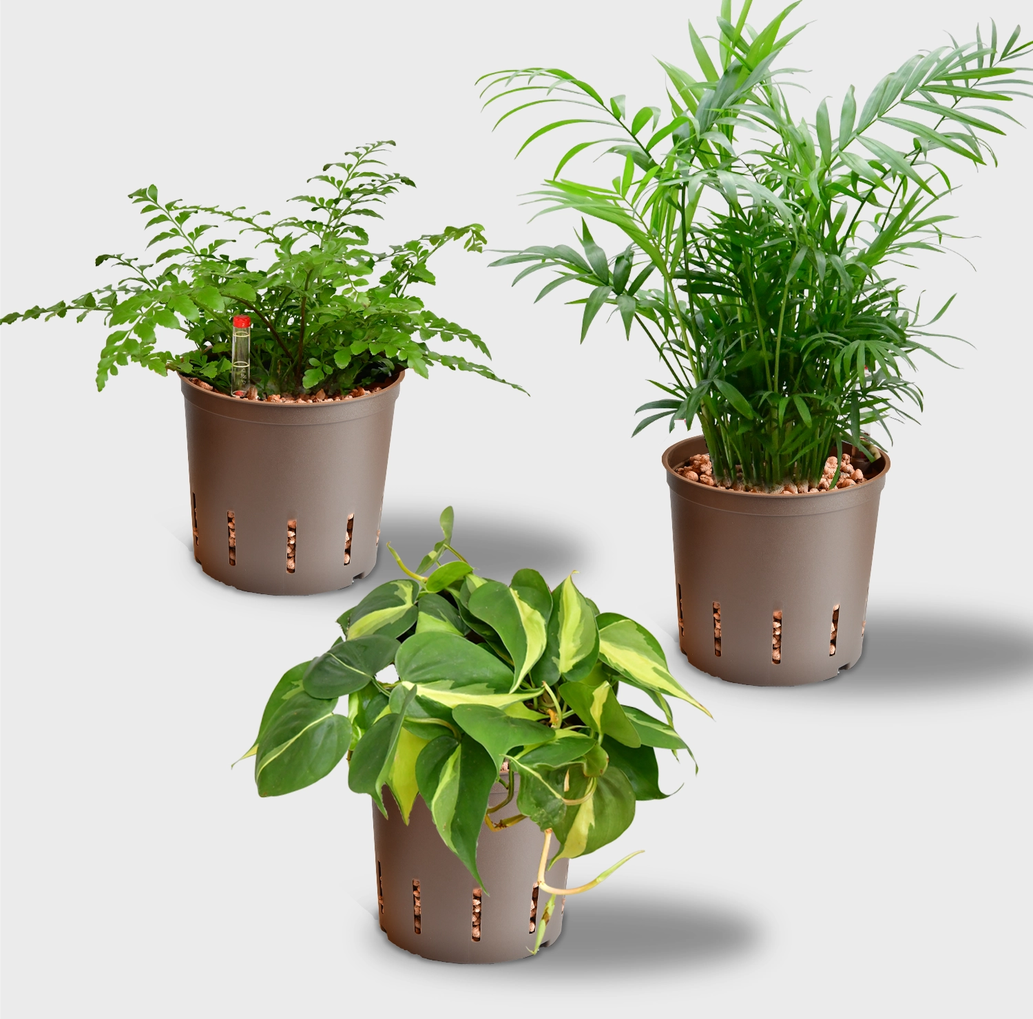 Hydro 3er Pflanzen Set Bergpalme & Co Rabatt