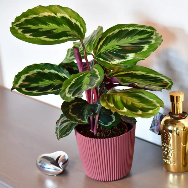 Calathea Medallion Online-Schn?ppchen – Bild 3