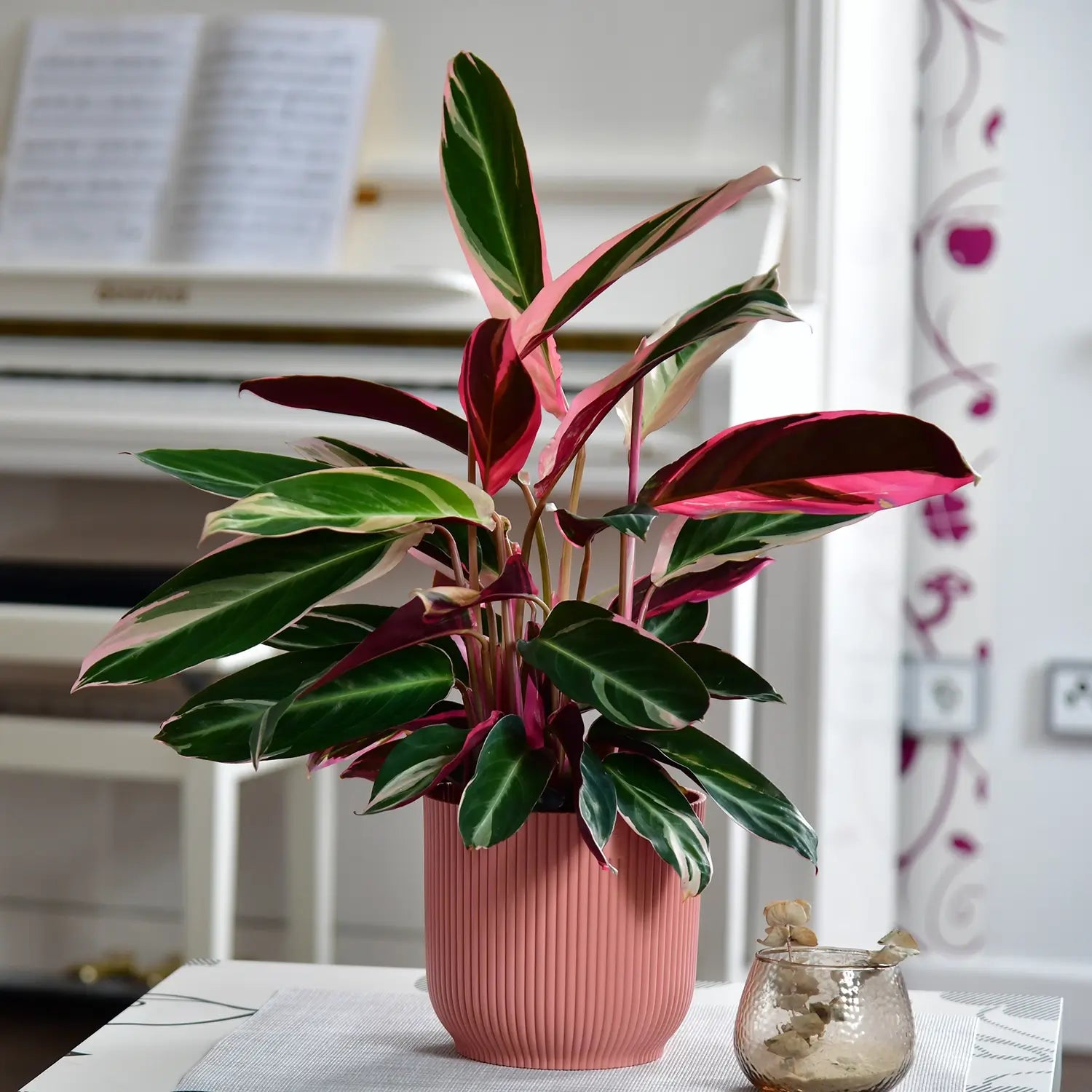 Calathea Triostar Verkauf