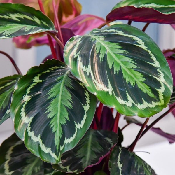 Calathea Medallion Online-Schn?ppchen – Bild 2