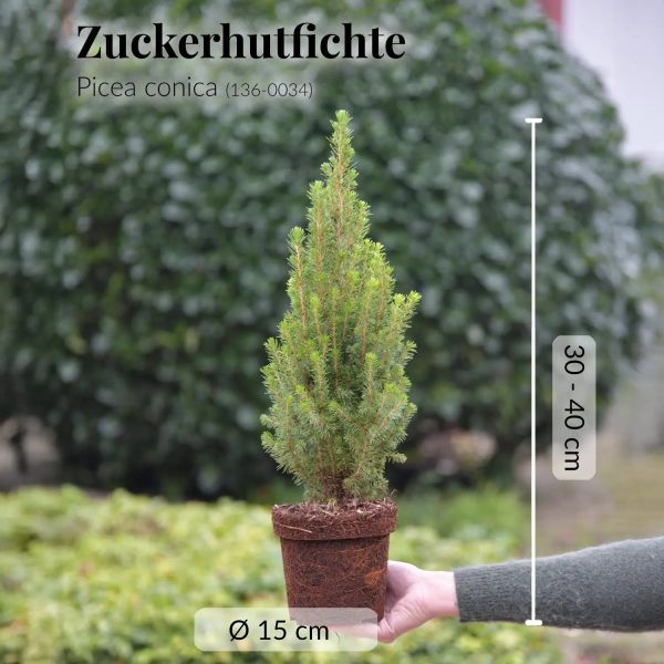 Kleiner Weihnachtsbaum im Topf, 30-40cm Mode – Bild 4