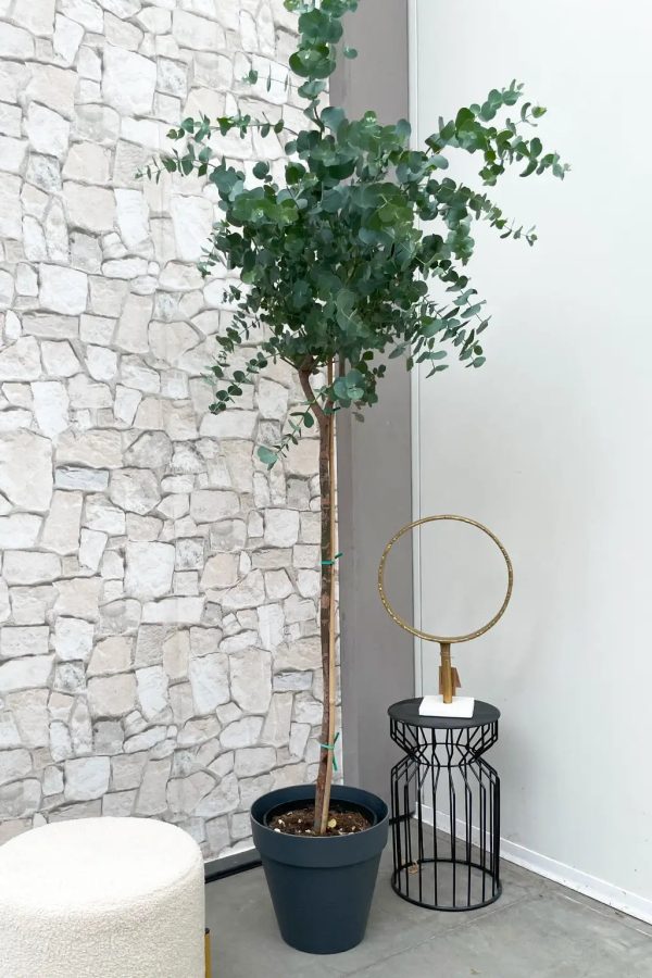 Echter XXL Eukalyptusbaum, 160-170cm Verkauf