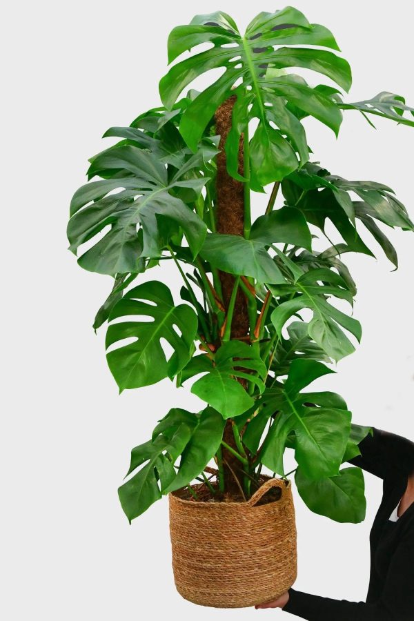 Große Monstera am Stab 110-120cm Schn?ppchen