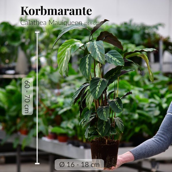 Calathea Maui Queen Schn?ppchen – Bild 3