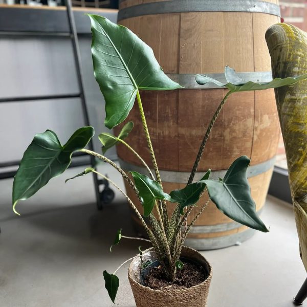 Alocasia Zebrina Online – Bild 2