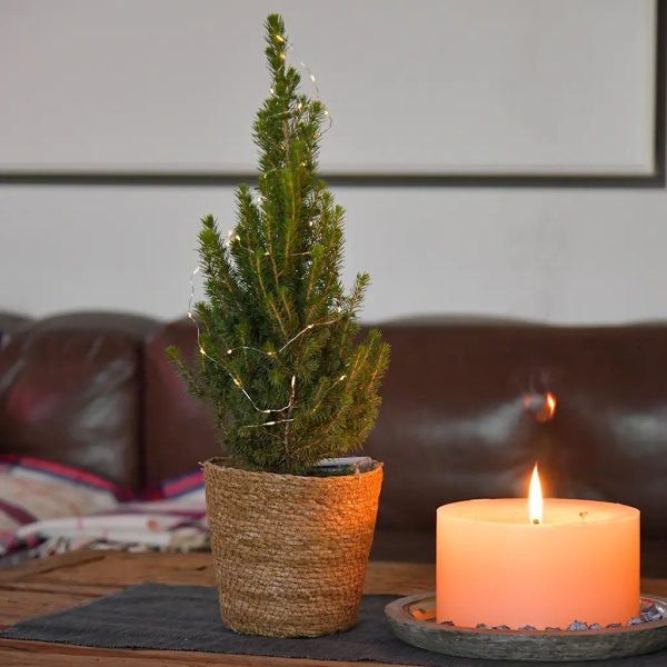 Kleiner Weihnachtsbaum im Topf, 30-40cm Mode – Bild 2