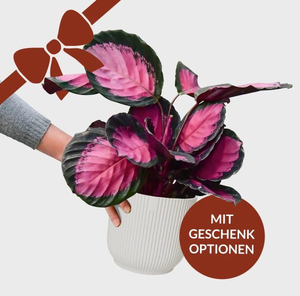 Geschenkset Calathea Rose Crimson Angebot – Bild 4