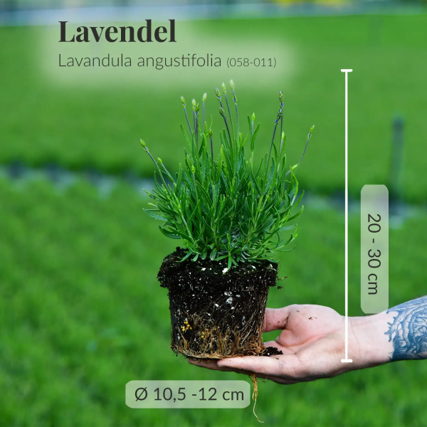 4er Box Lila Bienenweide Im Angebot – Bild 3