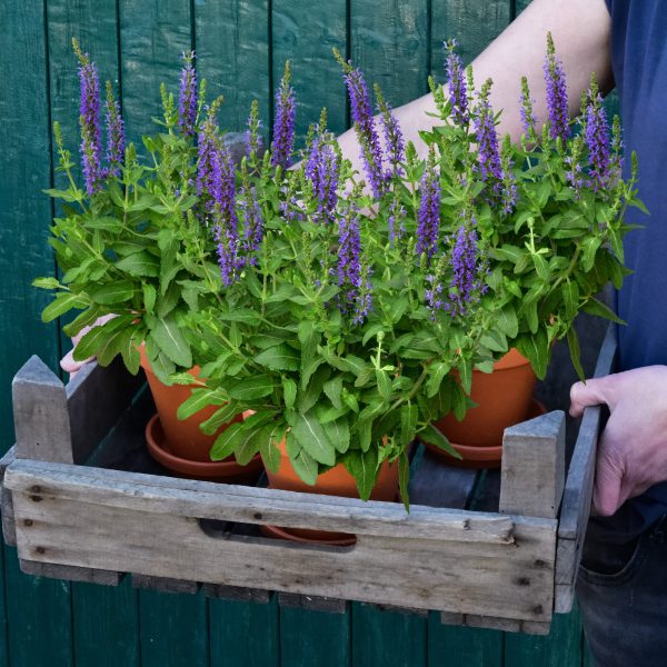 3er Box bienenfreundliche blaue Salvia Verkauf