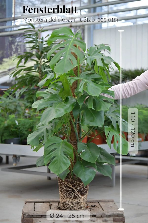 Große Monstera am Stab 110-120cm Schn?ppchen – Bild 3