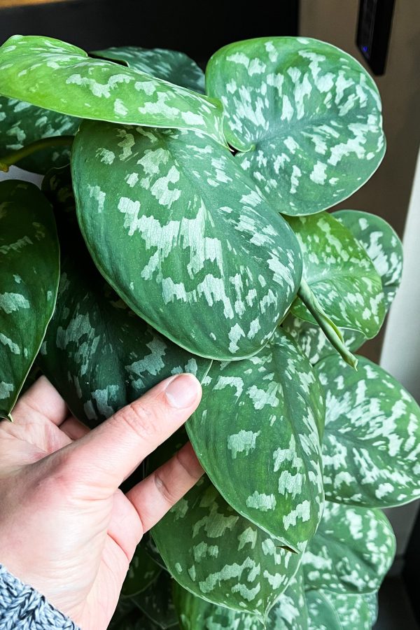 XXL Efeutute Scindapsus 150cm Jetzt online – Bild 2