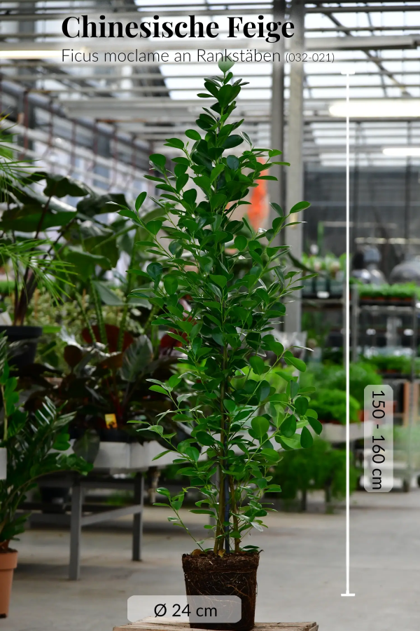 XXL Chinesische Feige Ficus Moclame, 140-150cm Verkauf – Bild 3
