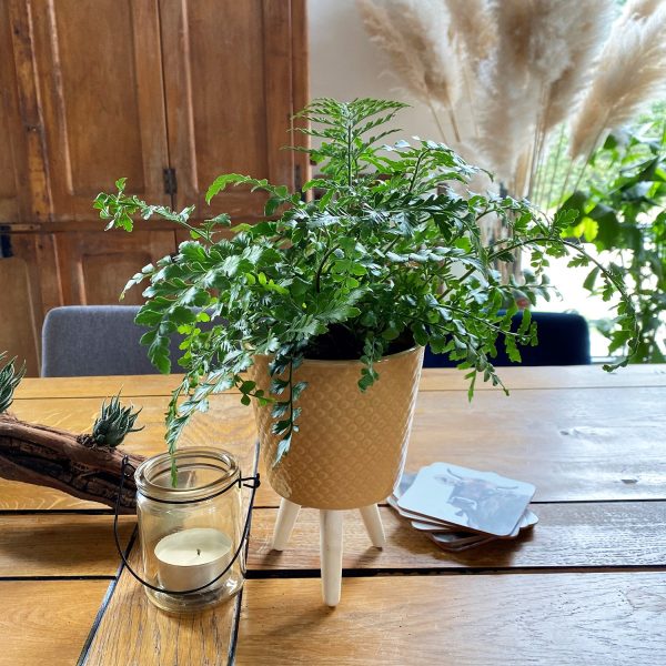 Holzfuß für Dekotopf Verkauf – Bild 2