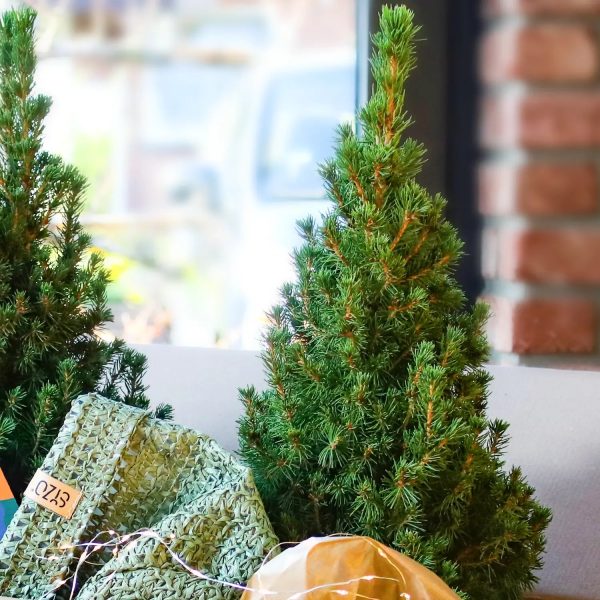 Kleiner Weihnachtsbaum im Topf, 30-40cm Mode – Bild 3