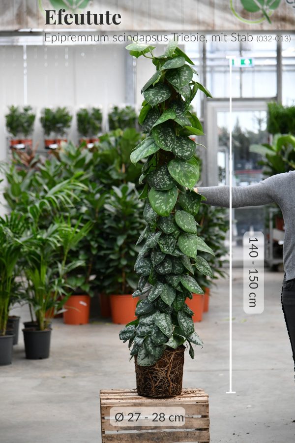 XXL Efeutute Scindapsus 150cm Jetzt online – Bild 4
